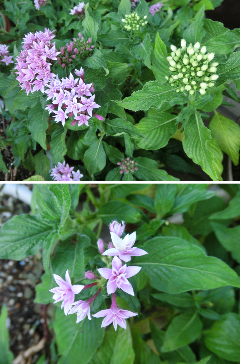 続・いろいろなお花たち