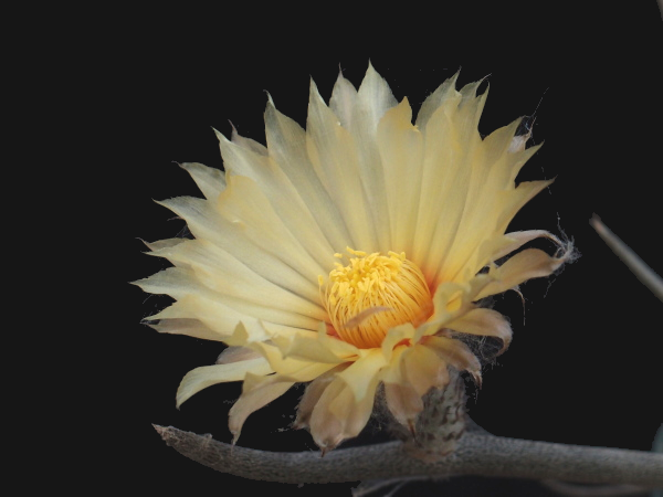 怪物の頭ですが花は綺麗です