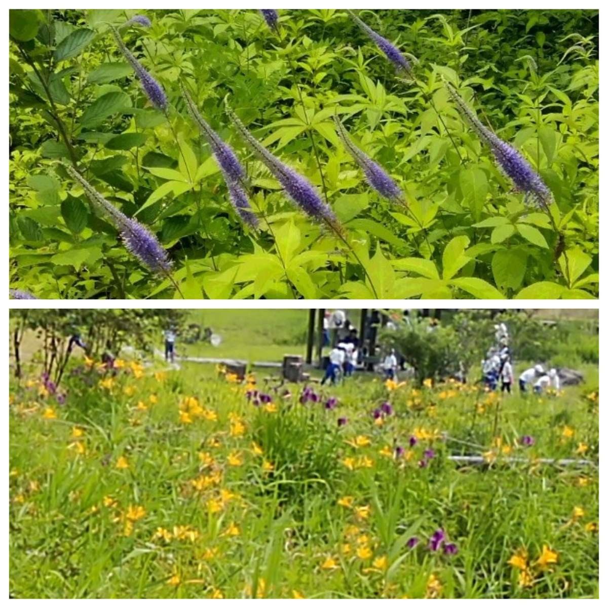 雪国植物園（里山の自然生態観察園）