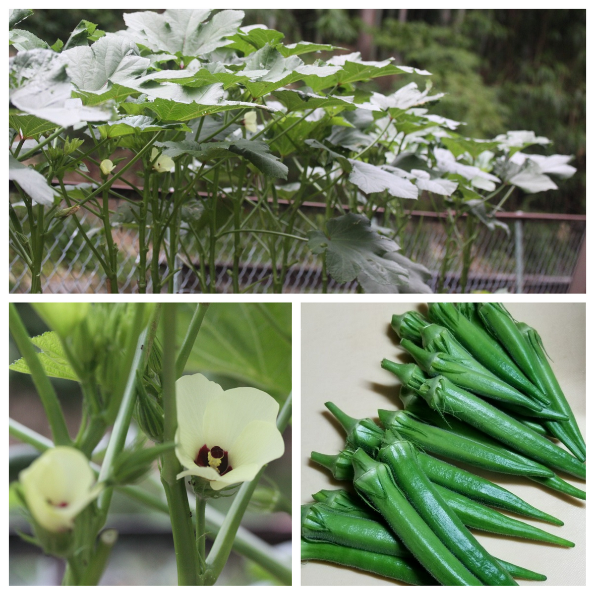 貴重な夏野菜