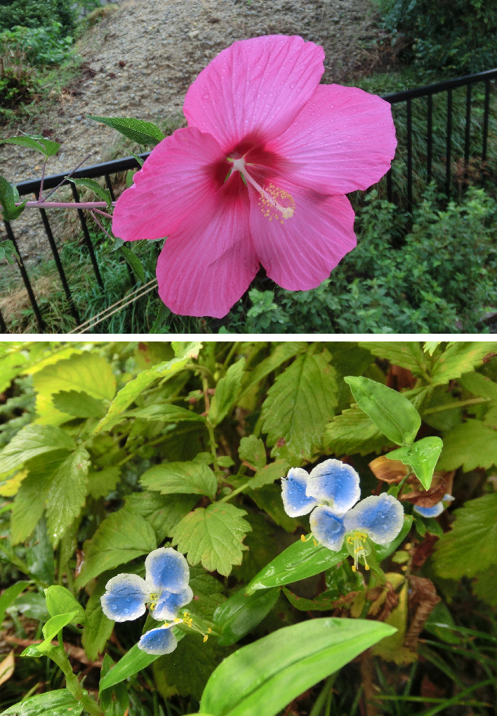 嵐の前のお花たち