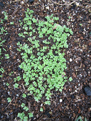 野菜の芽