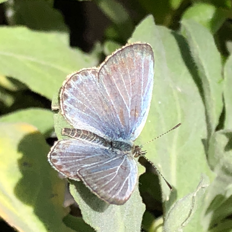 今日のお客様〜🦋