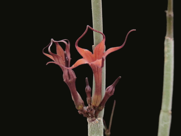 Ceropegia fusca