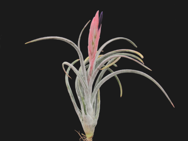 Tillandsia klausii