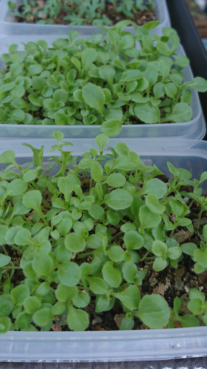 日没に焦りながら🌱植え替え