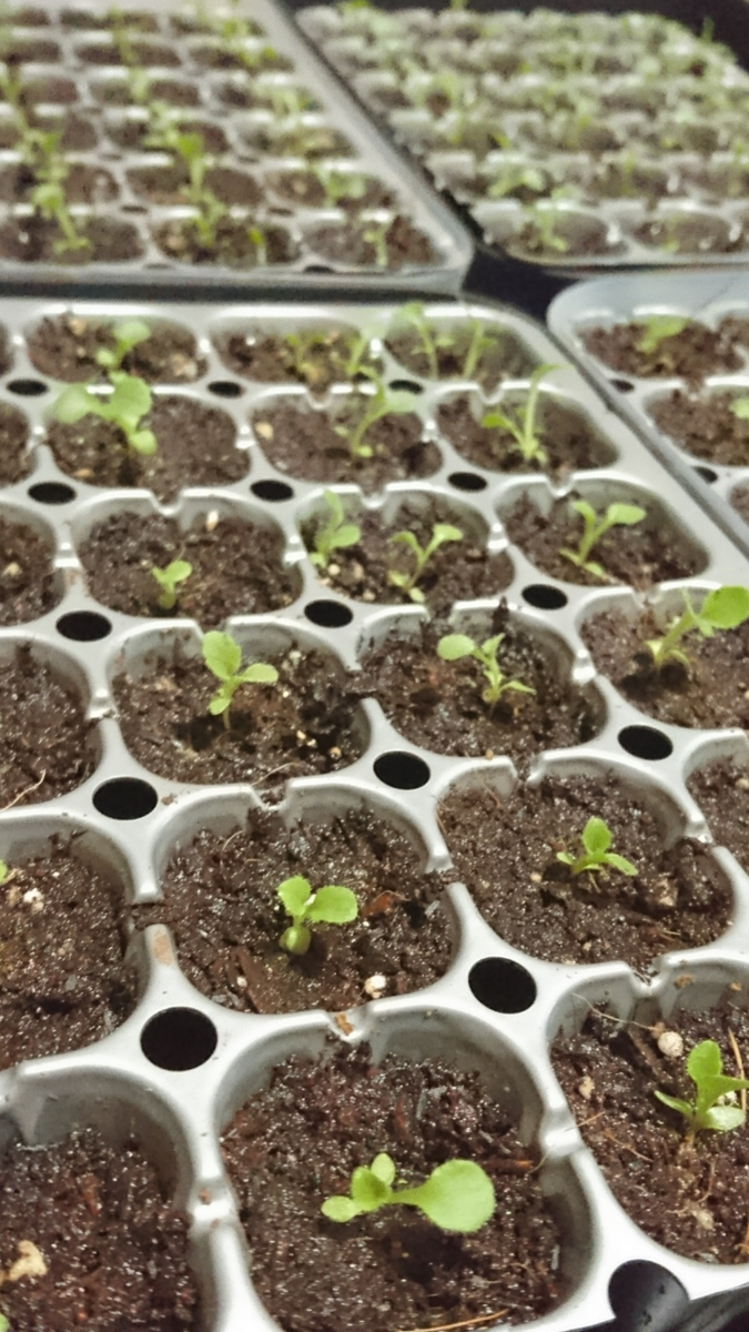 日没に焦りながら🌱植え替え