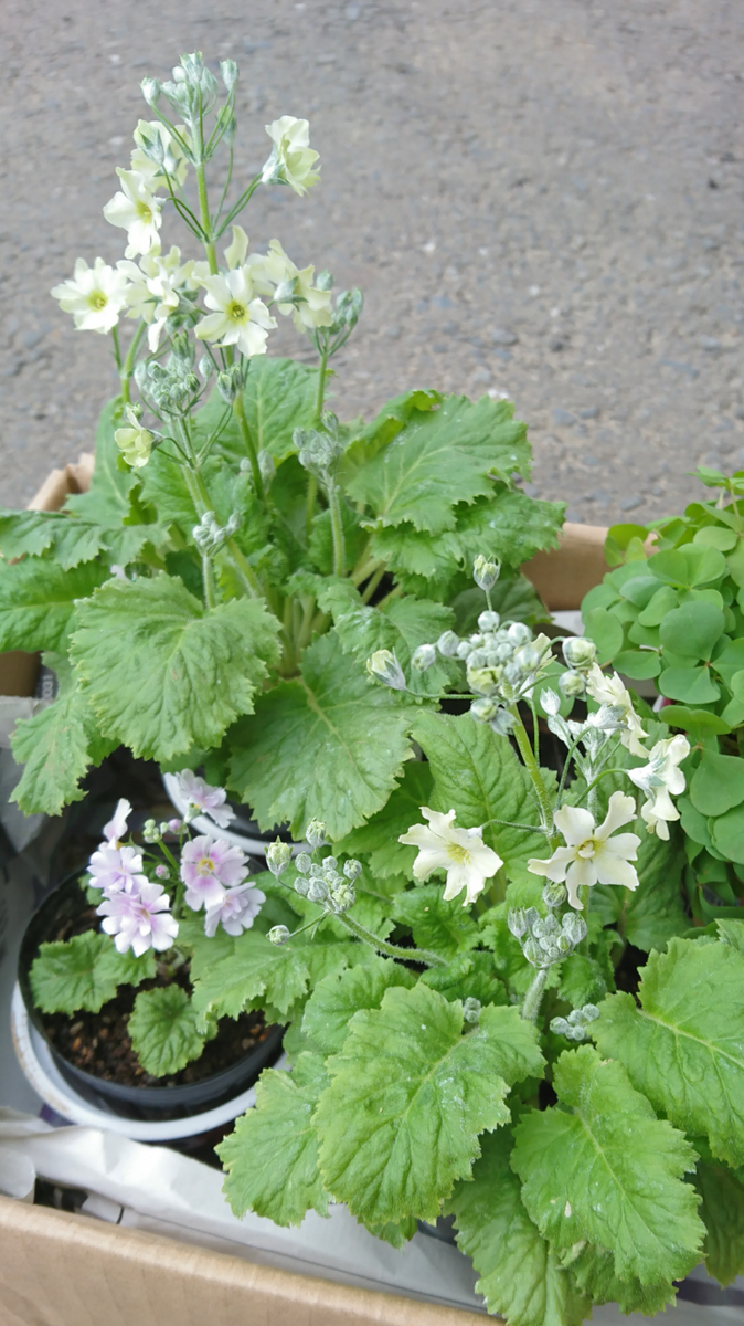 癒しのお花 ウインティー