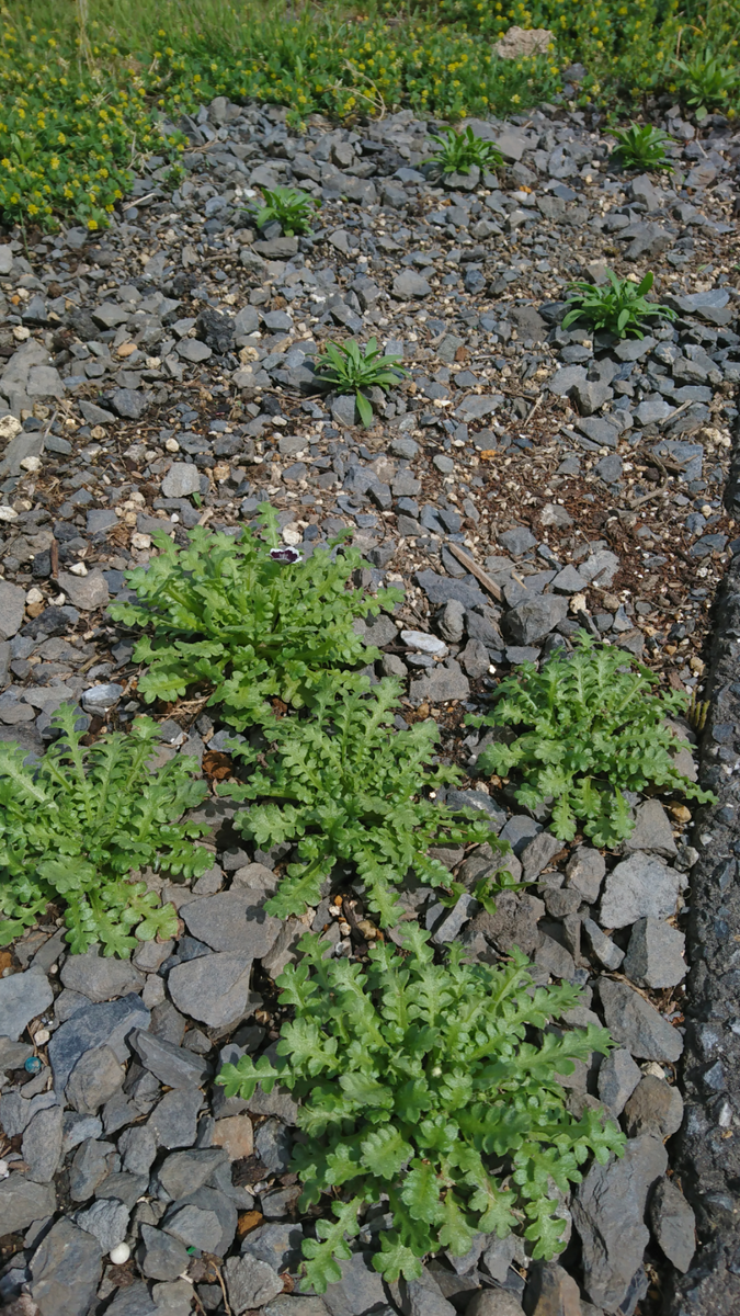 種まきから最初のお花が咲きました🌼