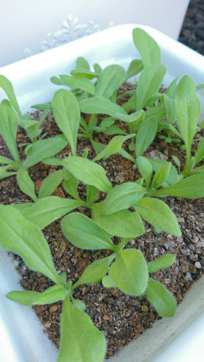 植え付け待ちの苗達🌱