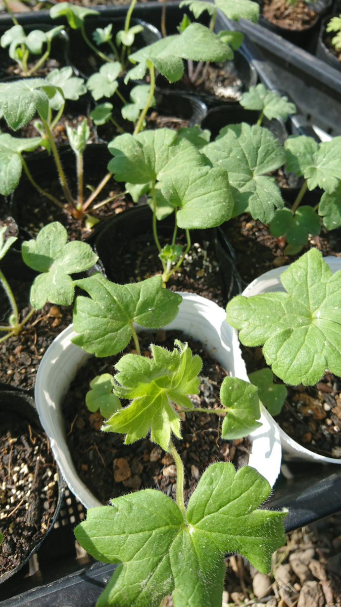 植え付け待ちの苗達🌱