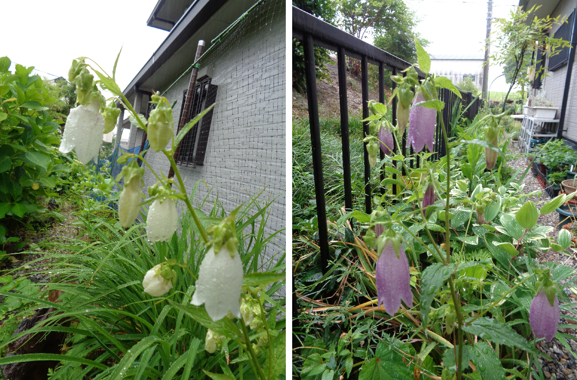 雨の庭から。。。