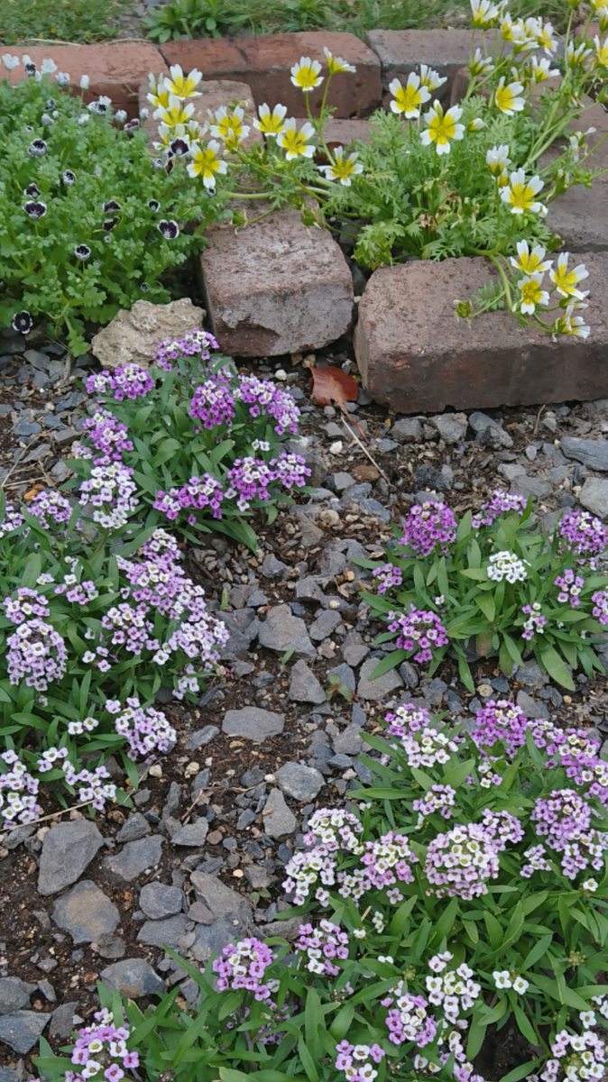 我が家のタイムリー🌼