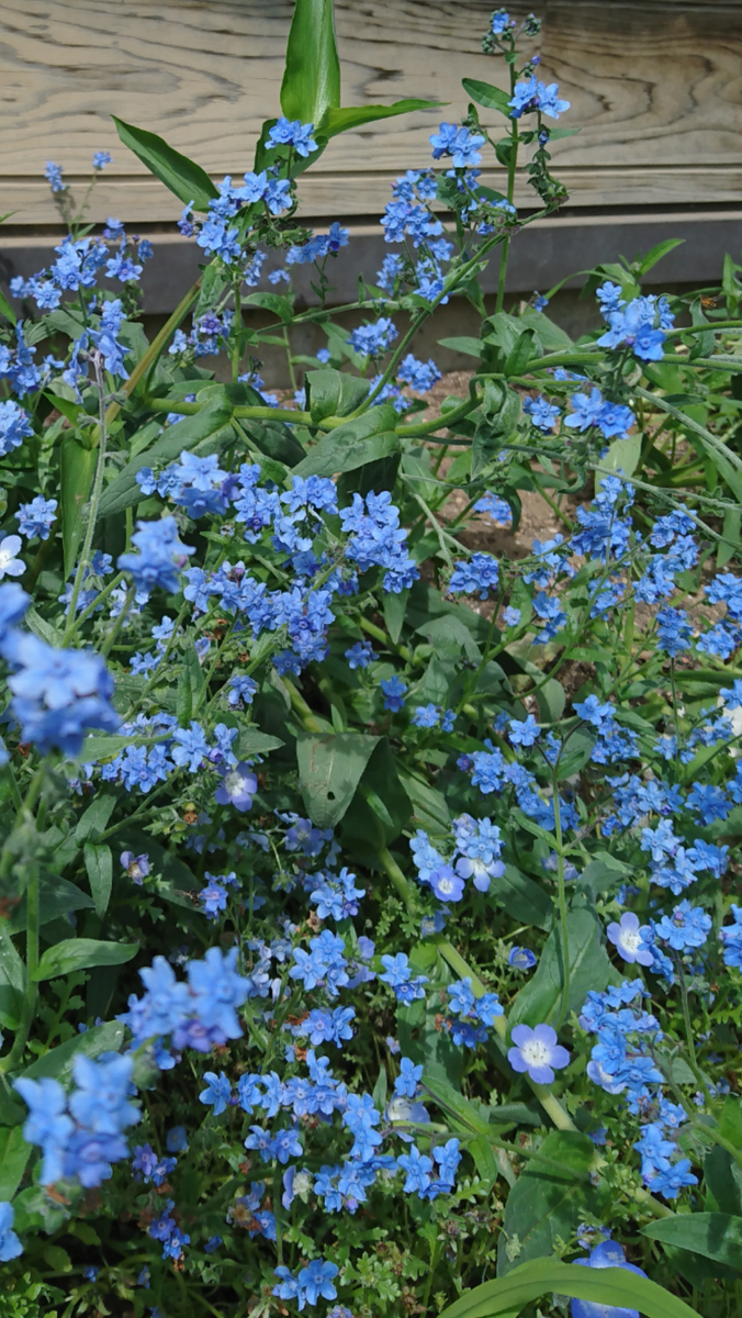 友人A宅庭だより🌼ラベンダーが咲いていた