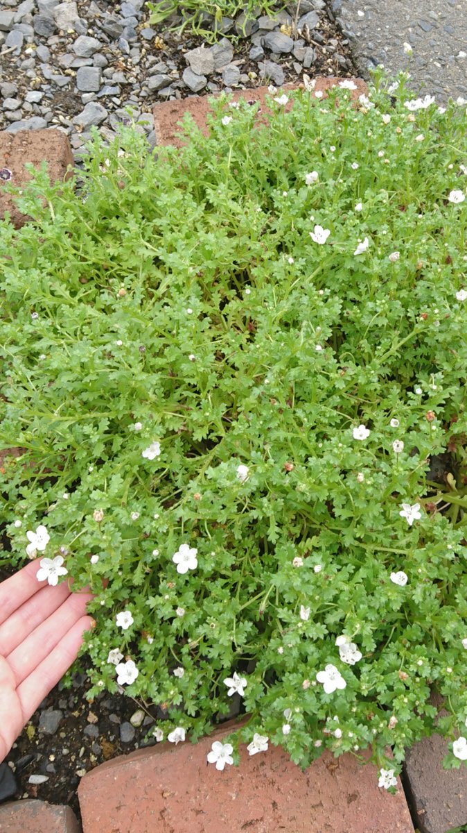 いただきものが長持ちしています🌼