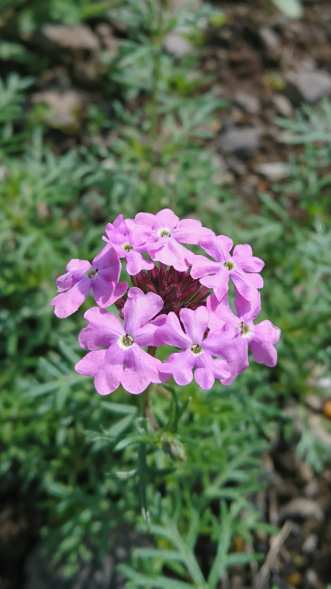 自分ん庭だより🌼咲き始めました