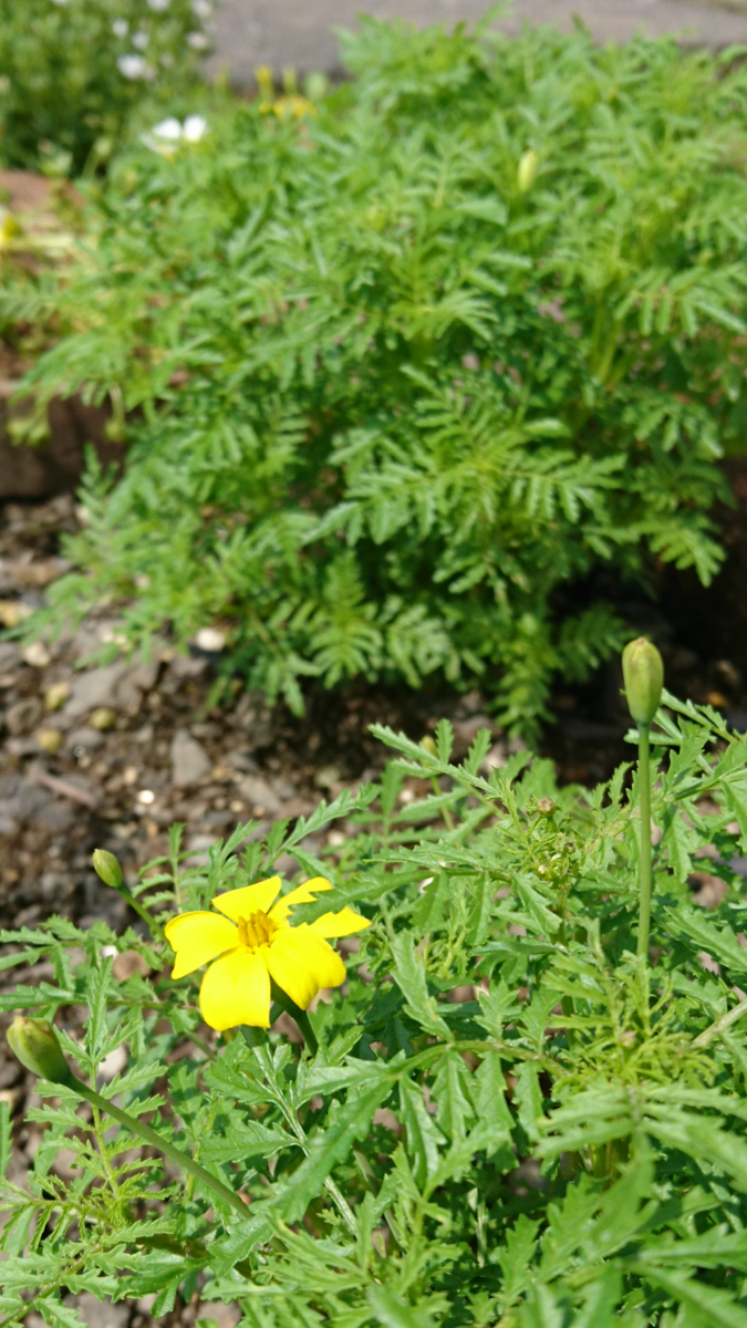 自分ん庭だより🌼咲き始めました