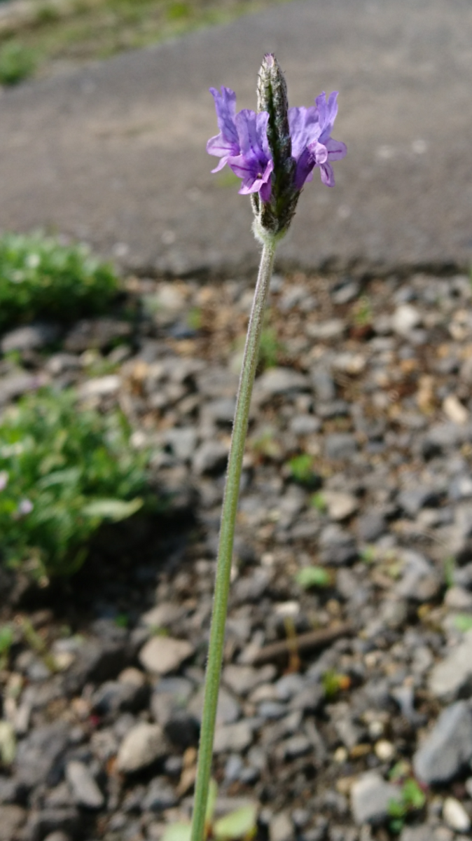 自分ん庭だより🌼咲き始めました