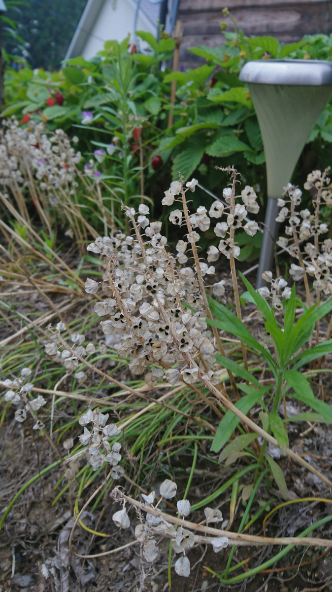 友人宅庭だより🌼7月のムスカリ