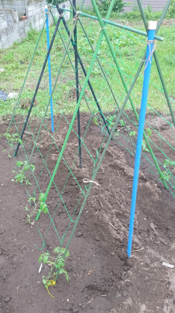 友人宅庭だより🌱野菜畑