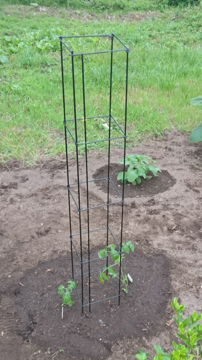 友人宅庭だより🌱野菜畑