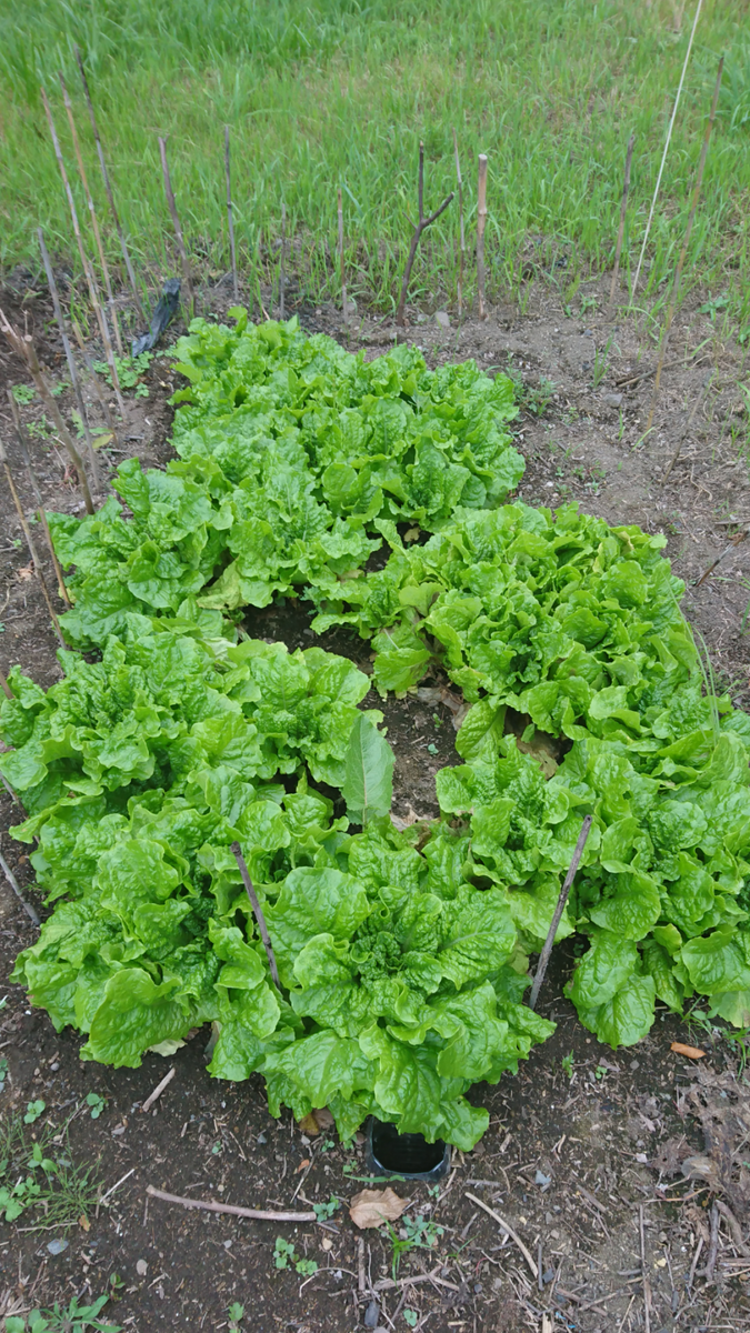 友人宅庭だより🌱野菜畑