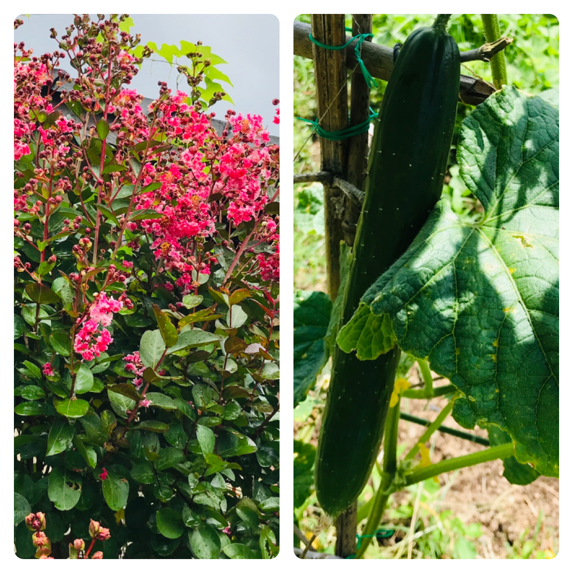 曇り、雨、晴れだけど、蒸し暑〜イ💦🥵