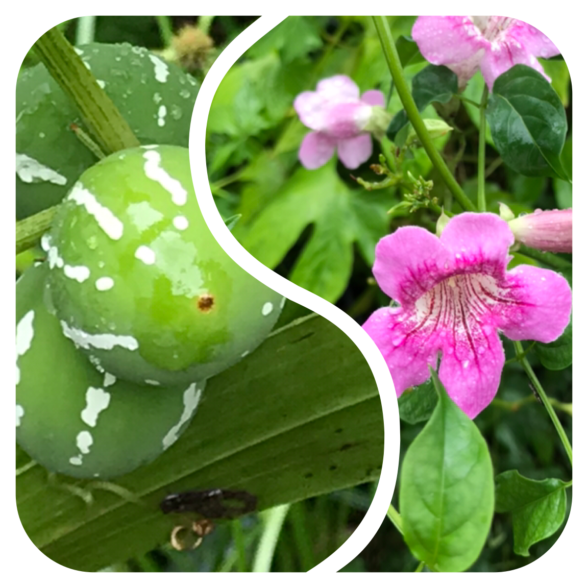 曇り、雨、晴れだけど、蒸し暑〜イ💦🥵