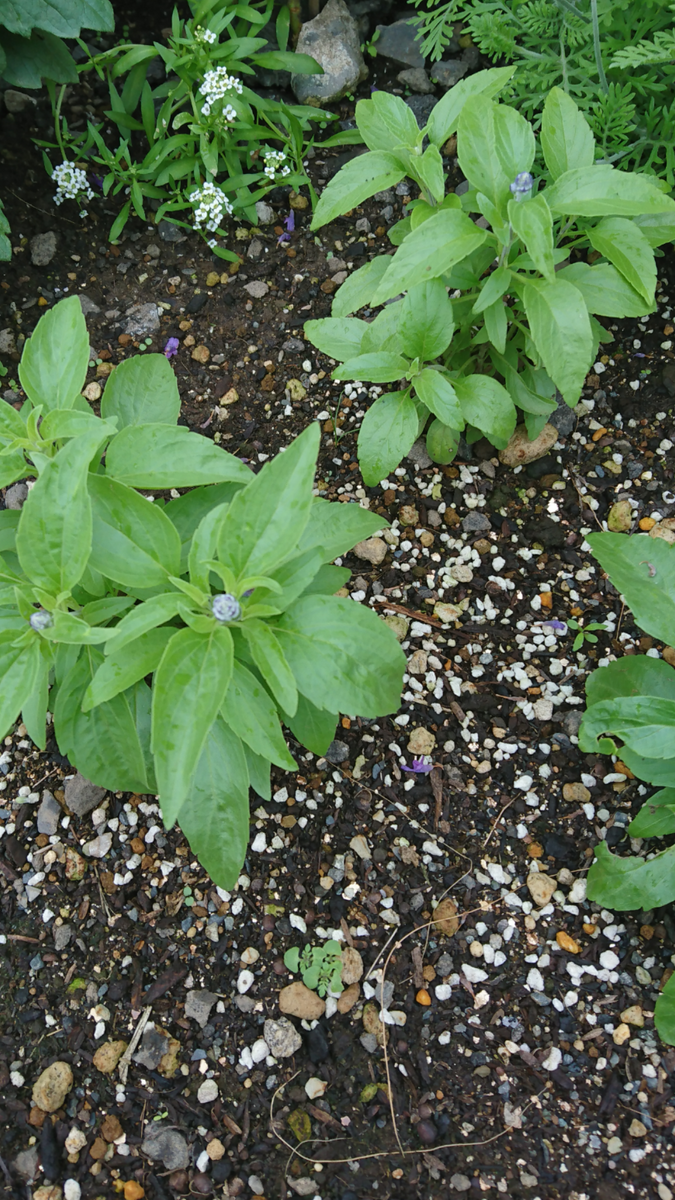 ディディスカス🌼シソ科の謎草🌱判明