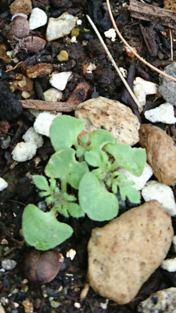 ディディスカス🌼シソ科の謎草🌱判明