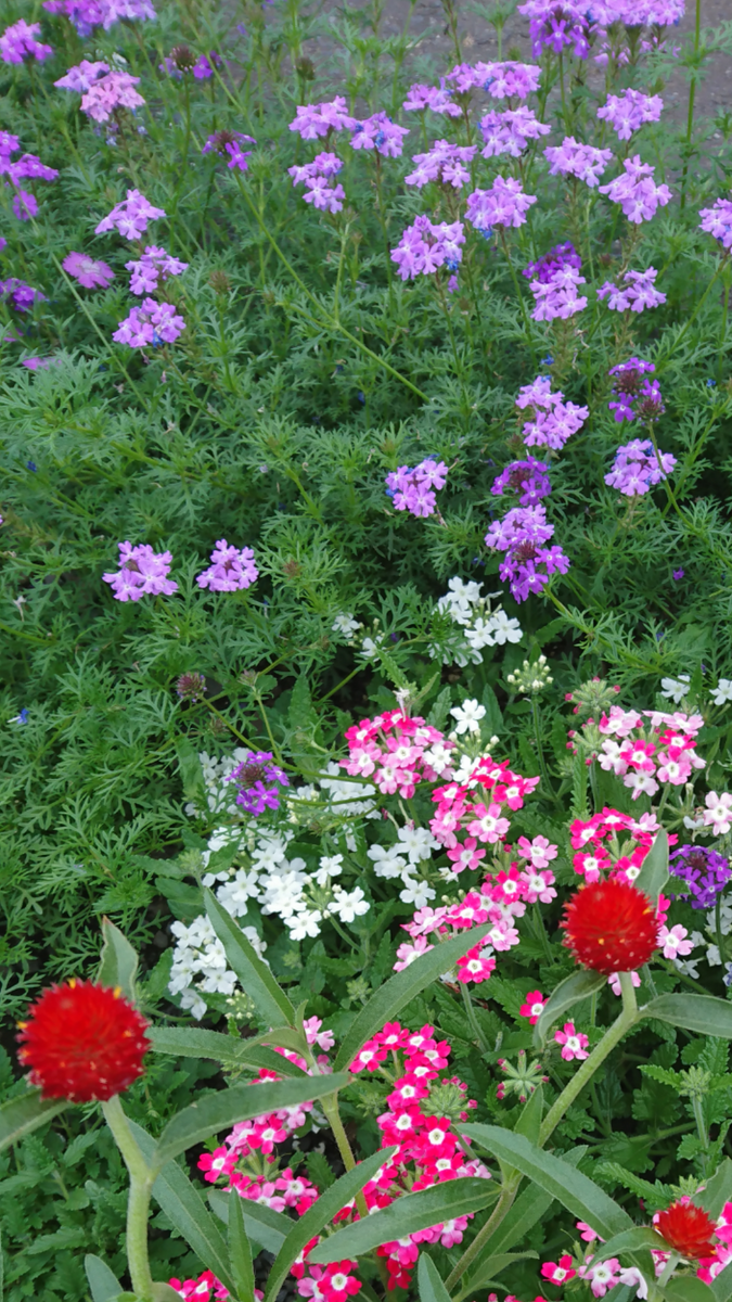 花壇📷とロベリアの種まき