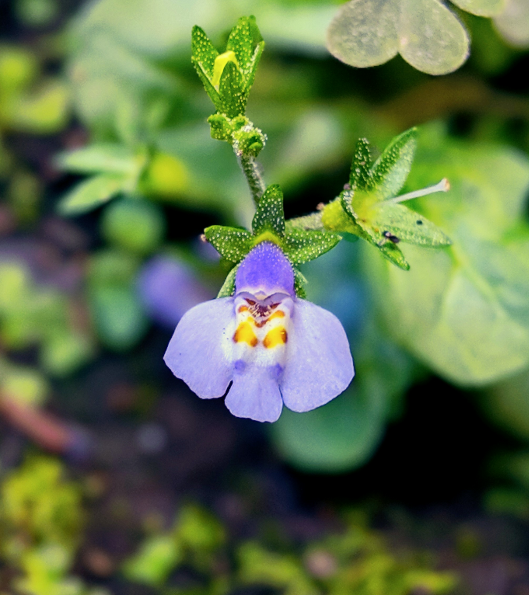 数ミリのお花