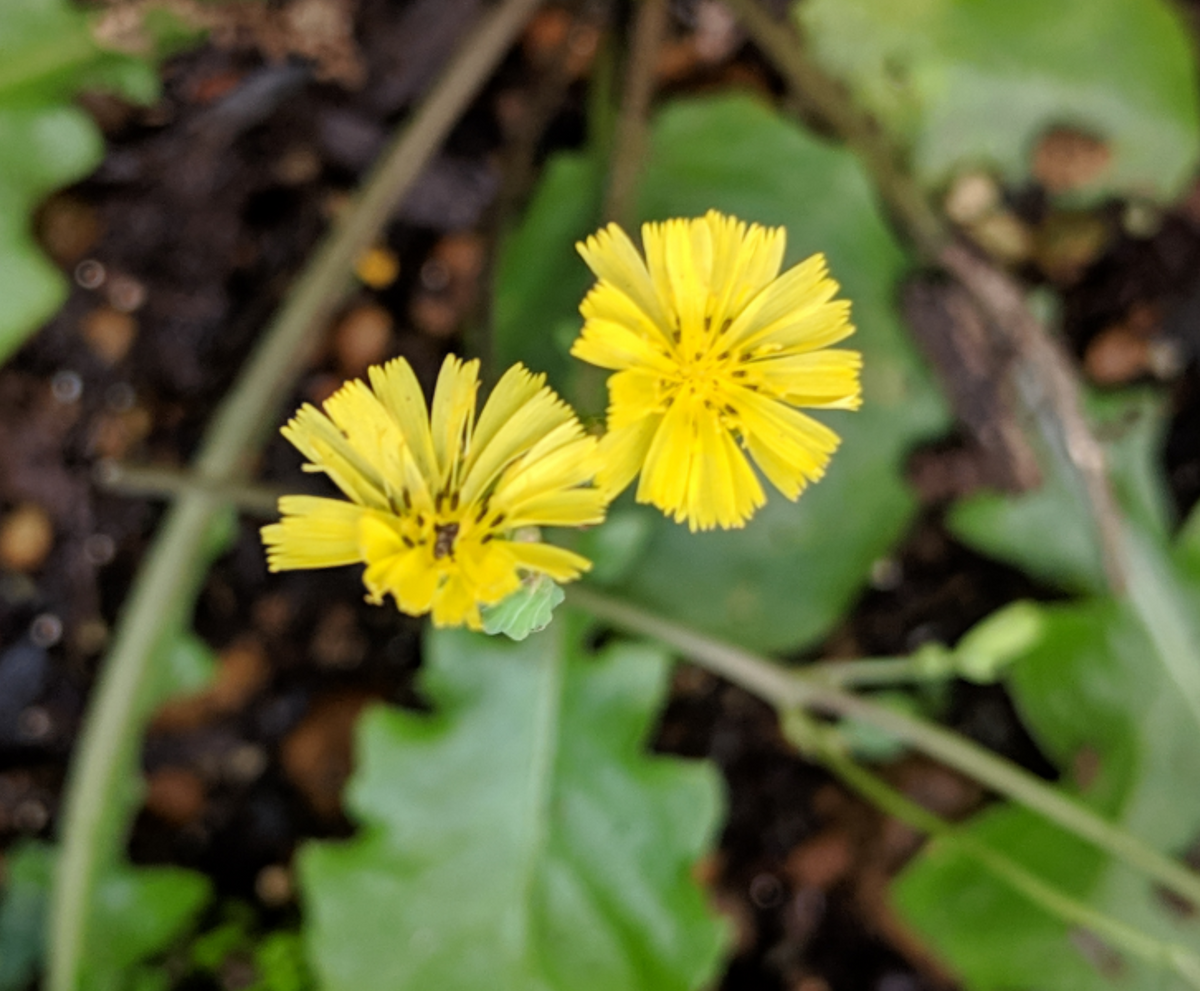 数ミリのお花