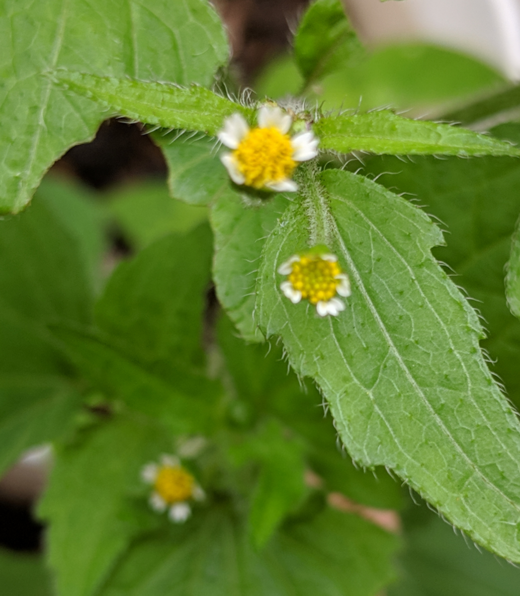 数ミリのお花