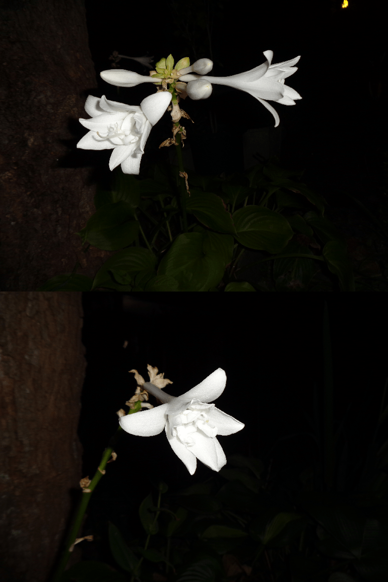 今夜も忙しい～～ヽ(^o^)丿