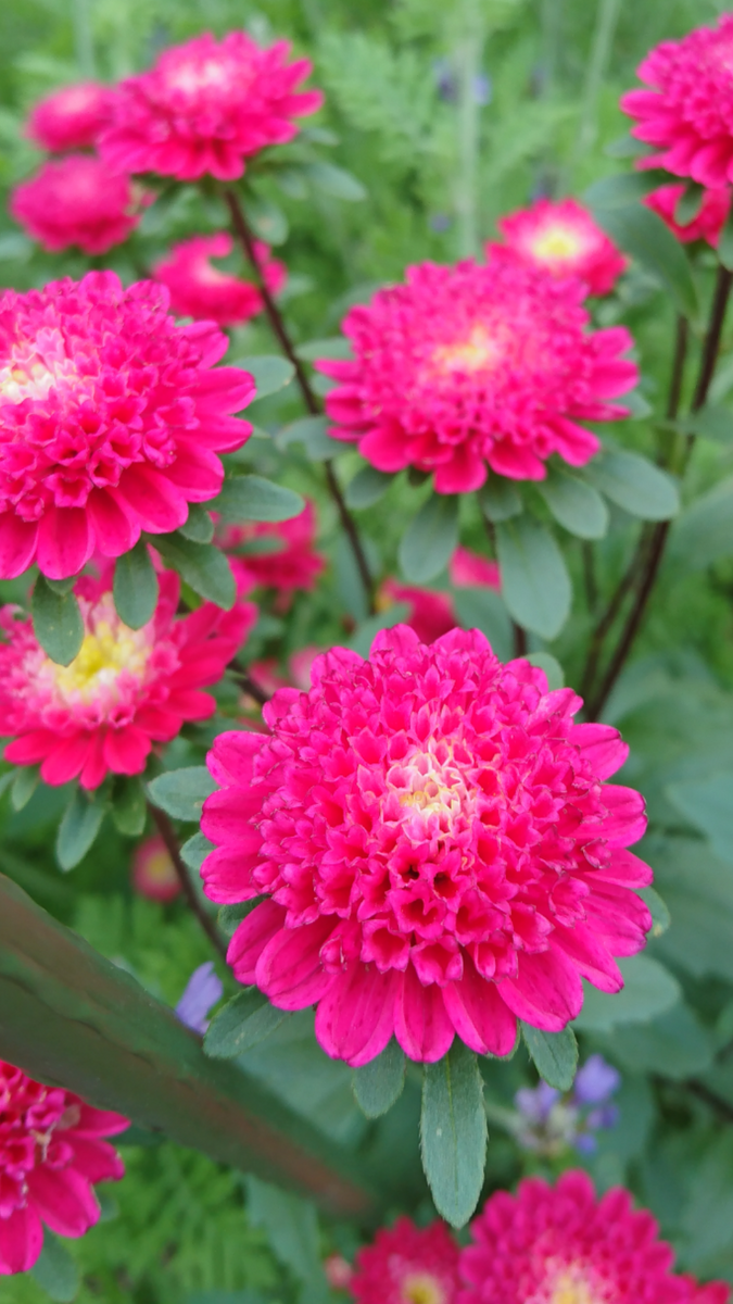 アスター ココット 開花〜現在📷