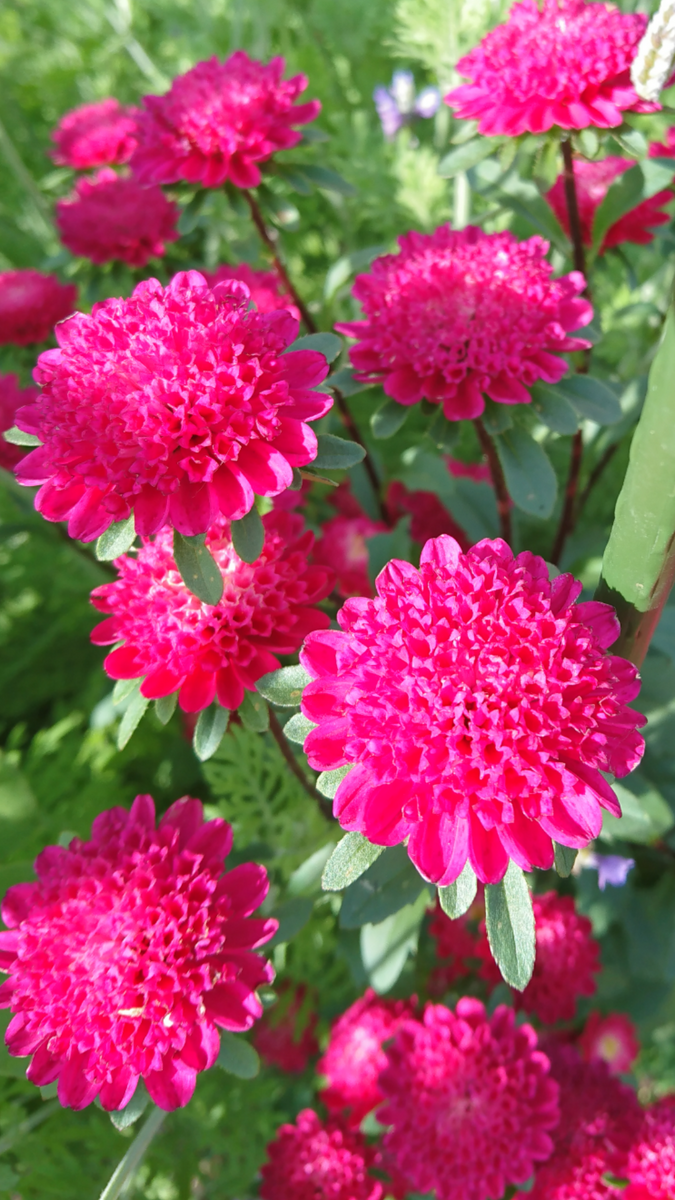 アスター ココット 開花〜現在📷