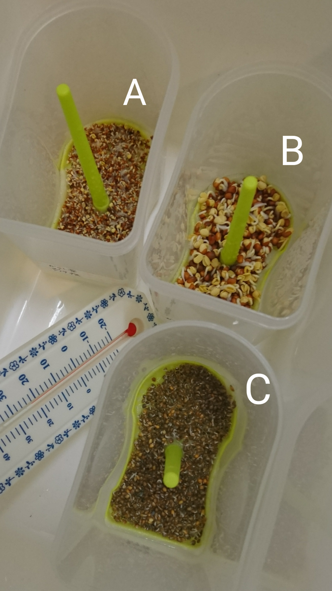 ②スプラウト作り 3日目