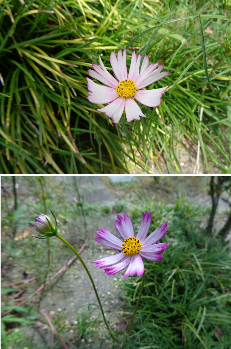 いろいろなお花たち