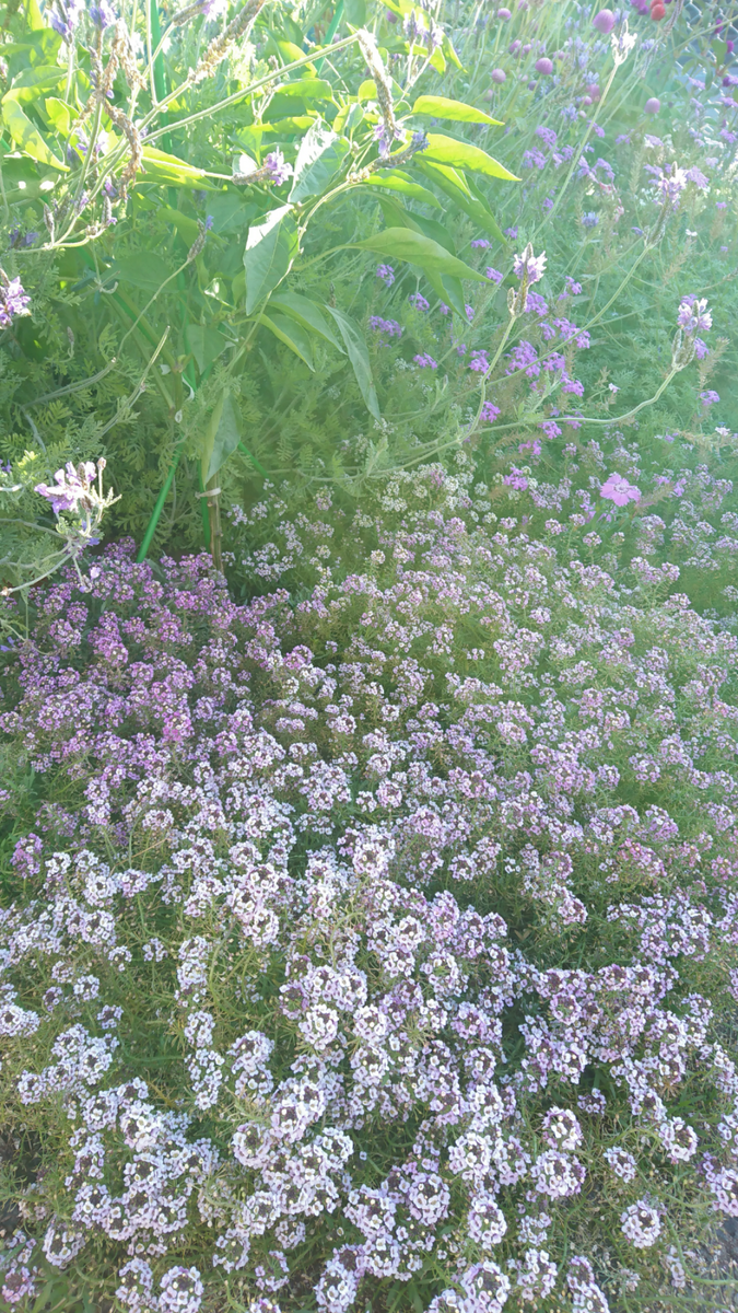 もうすぐシーズンオフの花壇