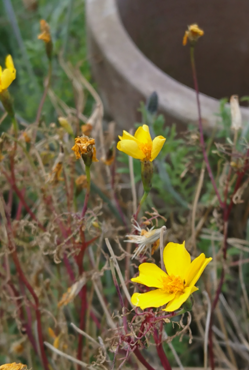 メキシカンマリーゴールド 最後の花