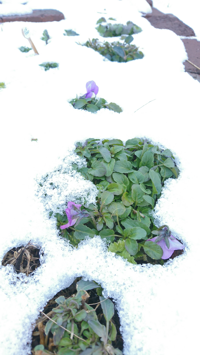 今日の冬越し用花壇⛄など