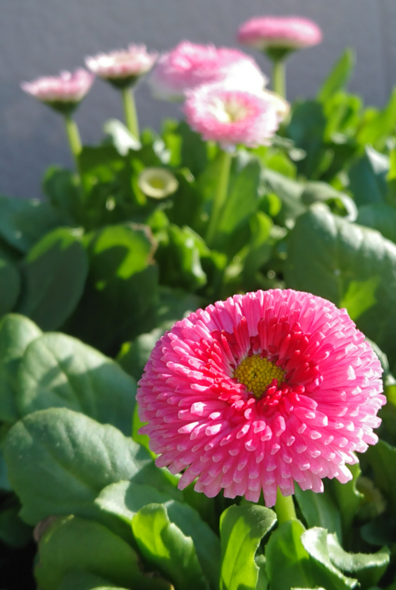 種まきたち🌼花が咲く