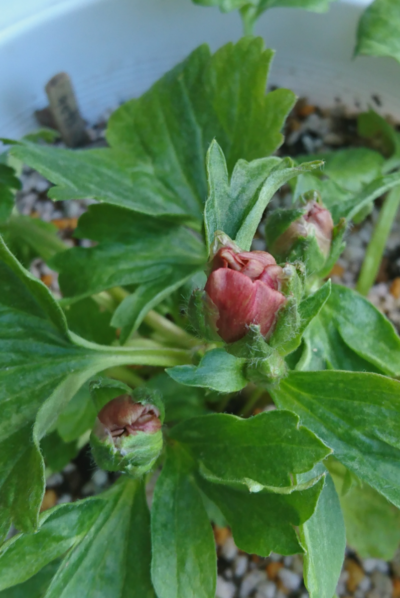 いただきものの蕾たち