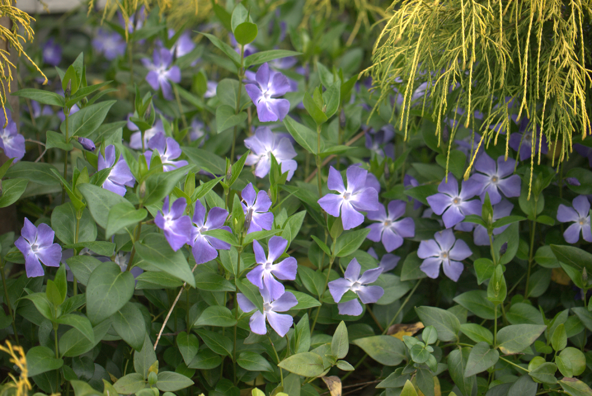 和の花