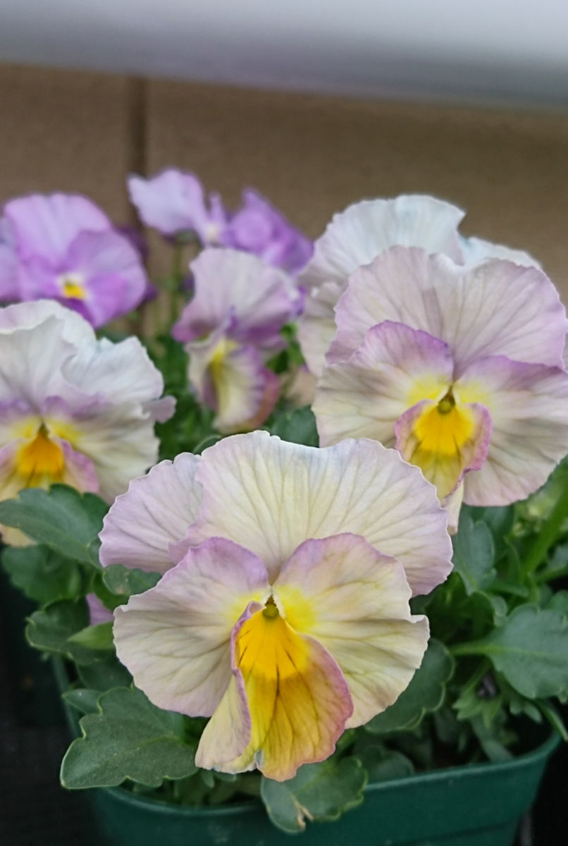 夏まき開花中のビオラ達