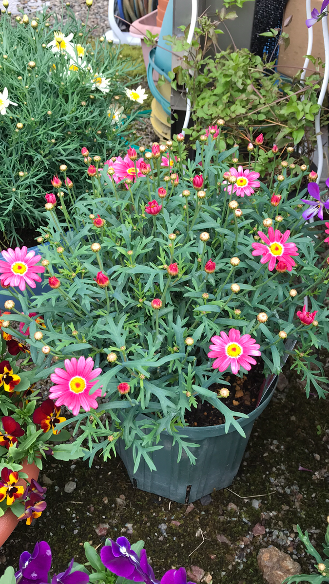 マーガレット、すくすくと育つ🌸🌸🌸②