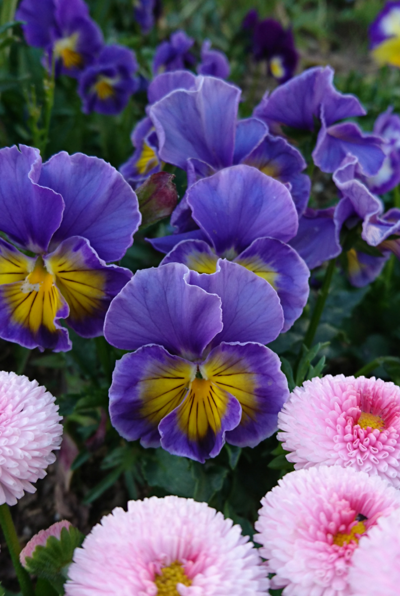 種まき江原ビオラたち🌼