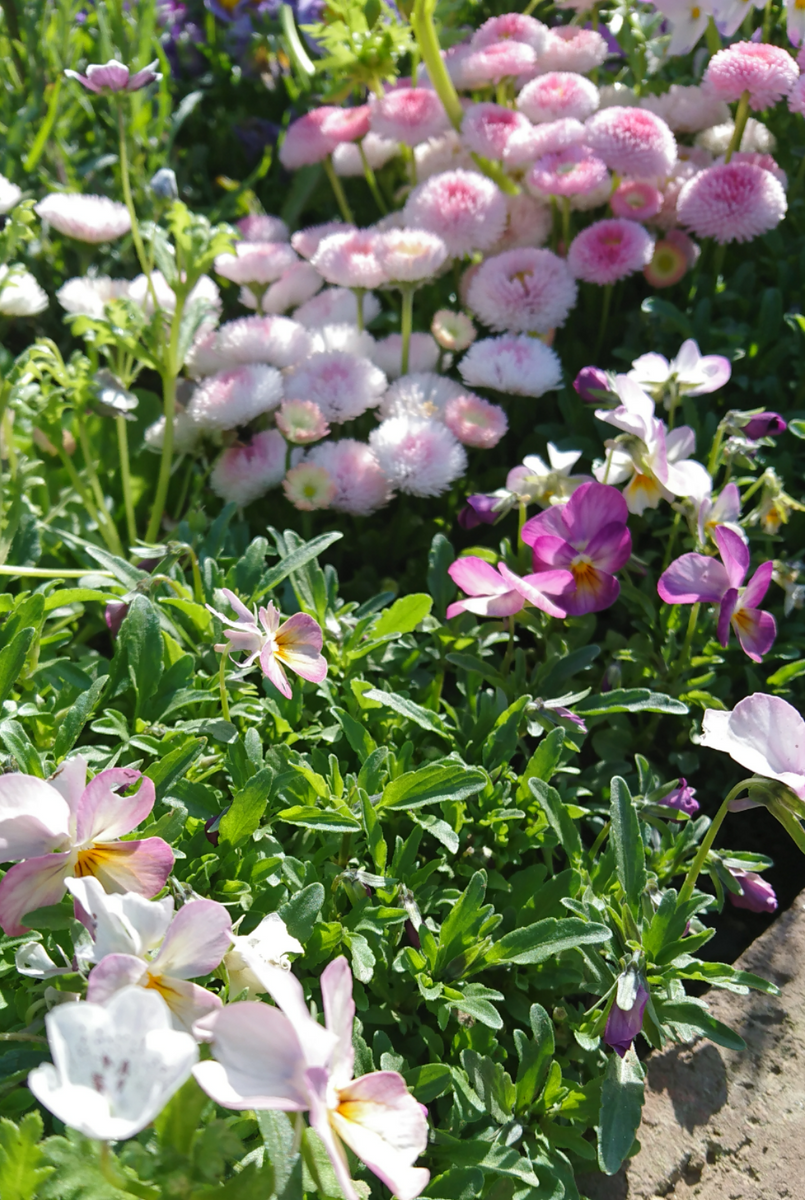 花壇の中で色分け開花中🌼