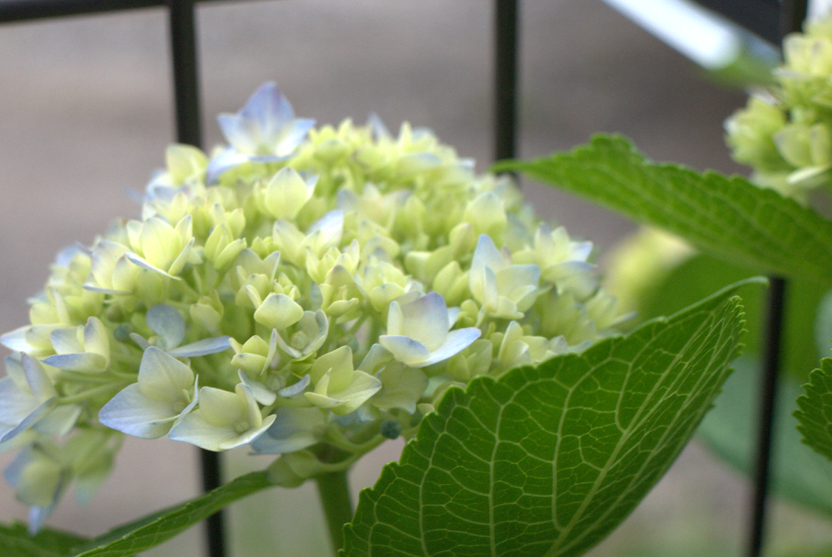 紫陽花